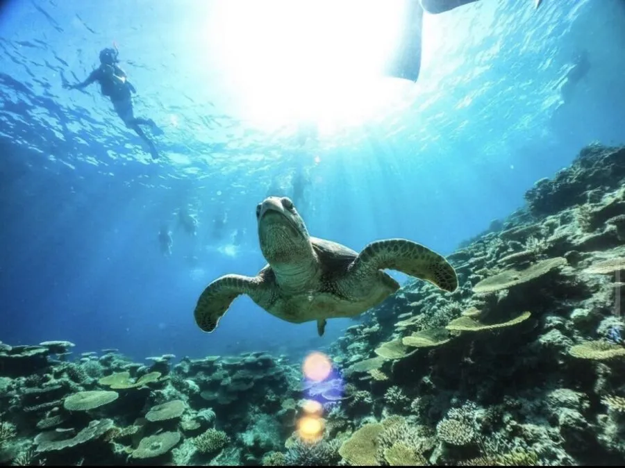 【ツアーズ限定割引】西表島⇆石垣島フェリーチケット付き★一度は訪れたい人気スポット『バラス島』シュノーケリング半日コース★写真無料（No.486）