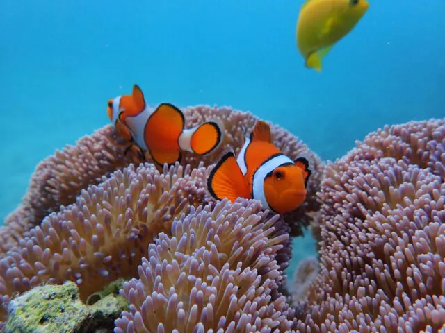 【ツアーズ限定割引】西表島⇆石垣島フェリーチケット付き★一度は訪れたい人気スポット『バラス島』シュノーケリング半日コース★写真無料（No.486）