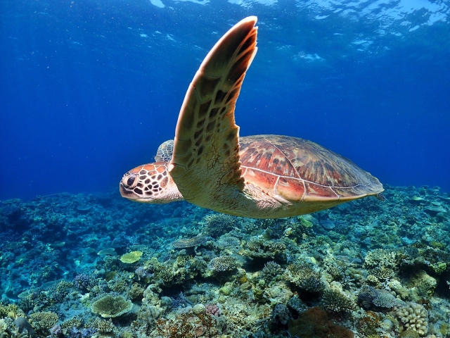 ウミガメシュノーケリングツアー