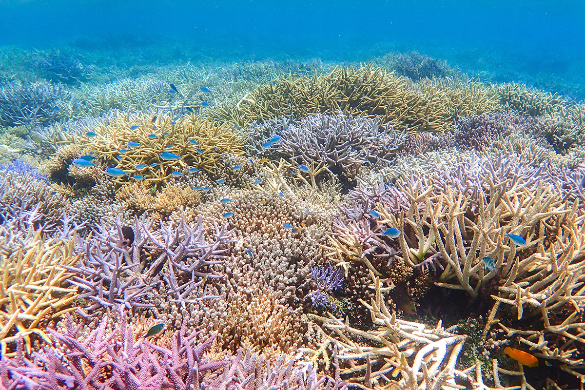 【ツアーズ限定割引】西表島⇆石垣島フェリーチケット付き★バラス島シュノーケリング＆『由布島』水牛車観光ツアー★写真無料（No.544）