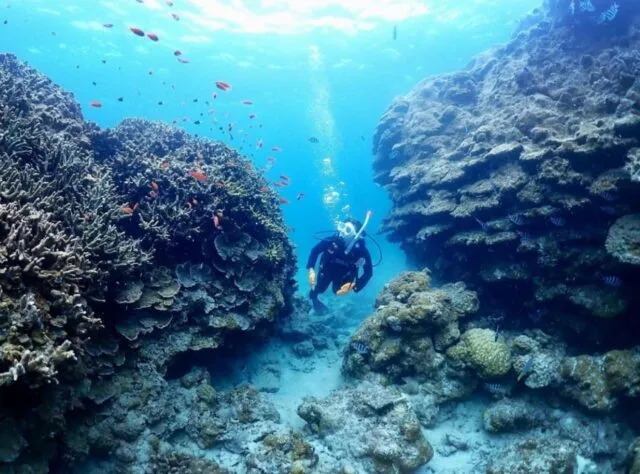 【石垣島/1日】遭遇率90%以上！マンタorウミガメシュノーケリング＆幻の島上陸＆体験ダイビングツアー☆初心者歓迎＜水中写真＆送迎付き＞少人数制で安心♪（No.525）
