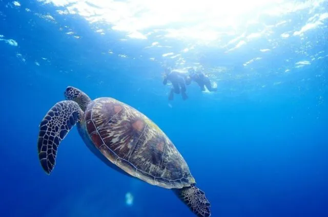 ウミガメ、シュノーケリング