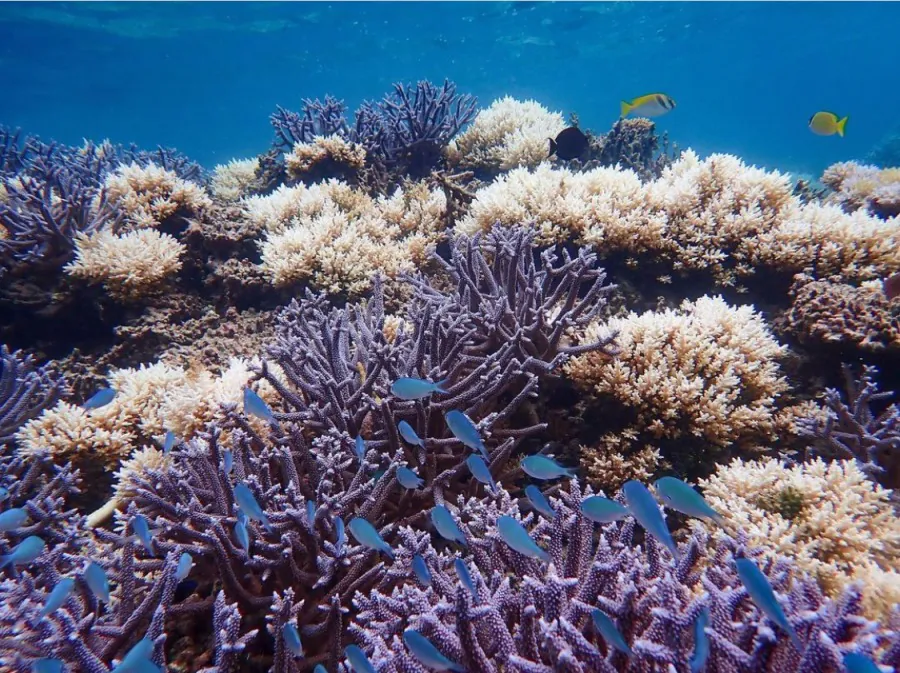 【選べる石垣島or小浜島発着】幻の島上陸＋石西礁湖＆ウミガメシュノーケリングAM半日コース《マーメイド体験可能＆写真プレゼント付》初心者やお子様も歓迎☆（No.590）