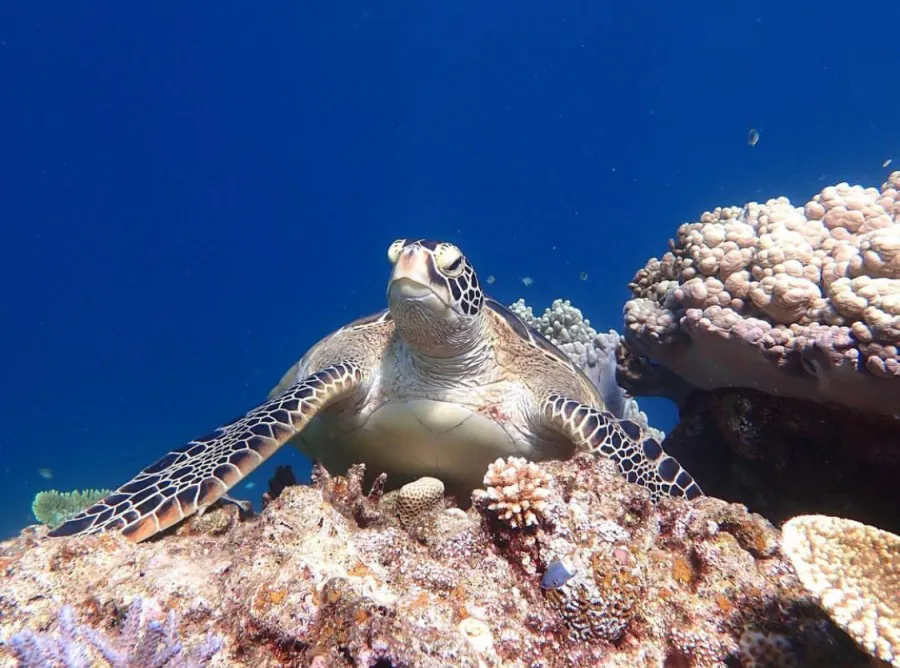 【選べる石垣島or小浜島発着】幻の島上陸＋石西礁湖＆ウミガメシュノーケリングAM半日コース《マーメイド体験可能＆写真プレゼント付》初心者やお子様も歓迎☆（No.590）