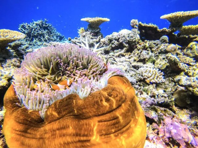 【ツアーズ限定割引】西表島⇆石垣島フェリーチケット付き★バラス島シュノーケリング＆『由布島』水牛車観光ツアー★写真無料（No.544）