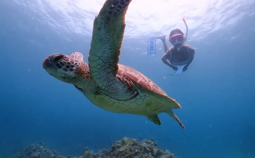 石垣島でウミガメと遭遇できるシュノーケリングツアーの様子。