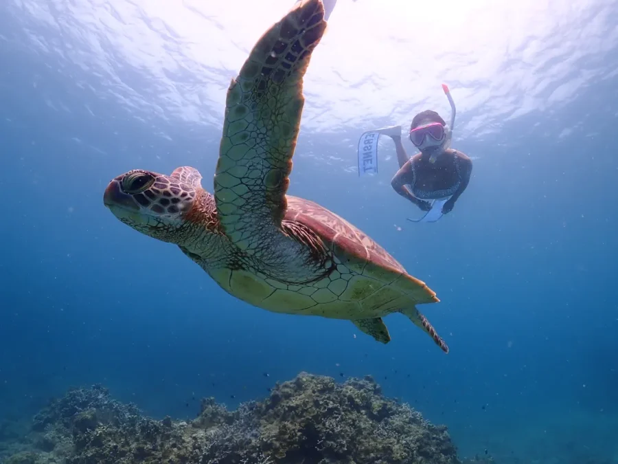 石垣島でウミガメと遭遇できるシュノーケリングツアーの様子。