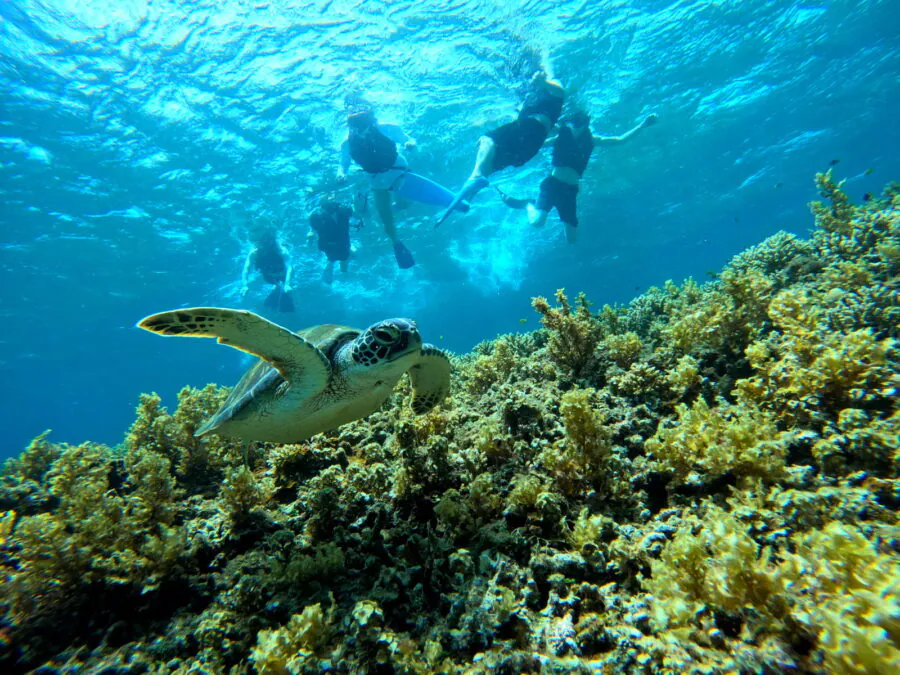 【石垣島/1日】幻の島上陸＆青の洞窟ウミガメシュノーケリング＋厳選マリンスポーツ2種《器材レンタル無料・送迎付き》大人数グループ旅行にもおすすめ（No.399）