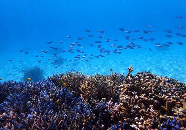 色鮮やかなサンゴ礁が広がる石垣島の海