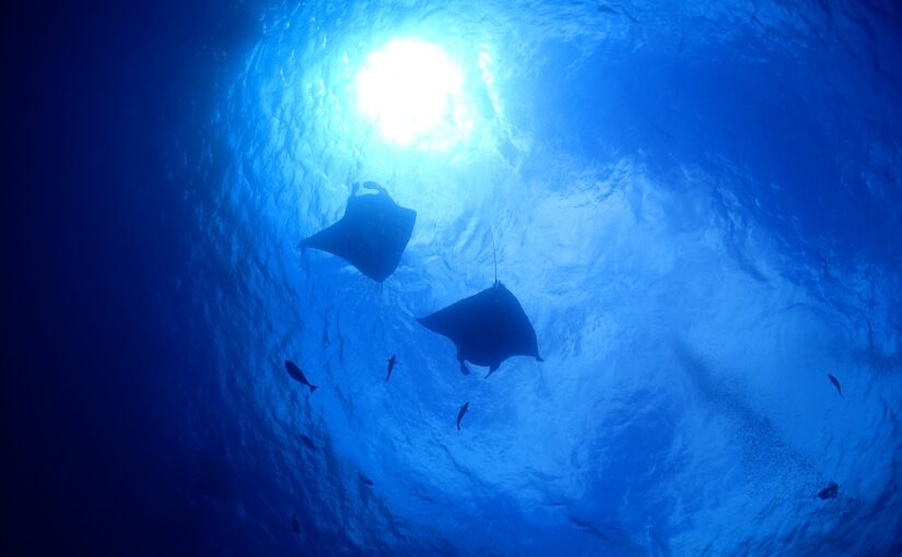 明るい太陽の下、海中で泳ぐ2匹のマンタレイ、周りには魚の群れ