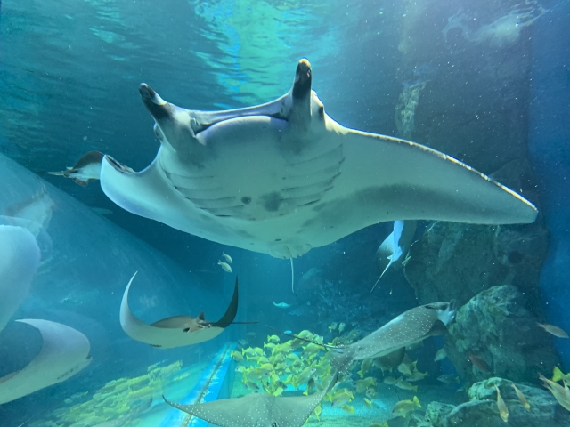 大きな水族館で熱帯魚とサンゴに囲まれ、マンタレイが優雅に泳ぐ