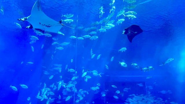 水族館でのマンタの群れ
