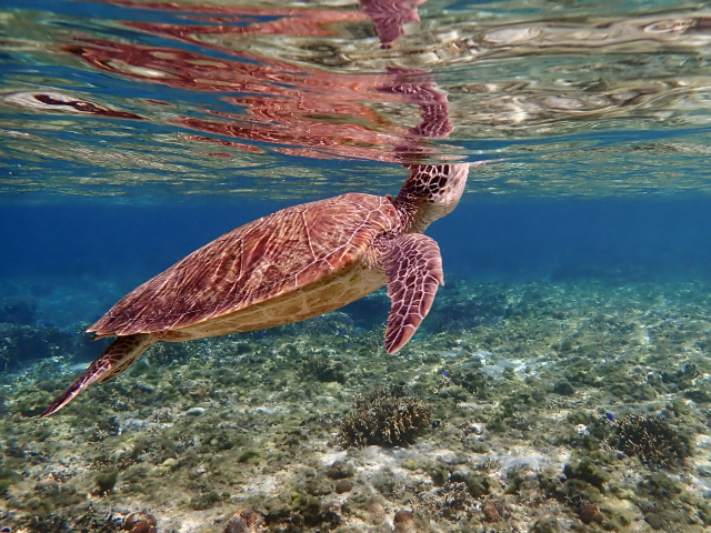 ウミガメ好き必見！石垣島で出会える確率が高い海スポットと選び方のコツ