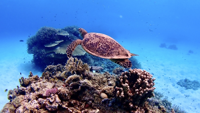 ウミガメ好き必見！石垣島で出会える確率が高い海スポットと選び方のコツ