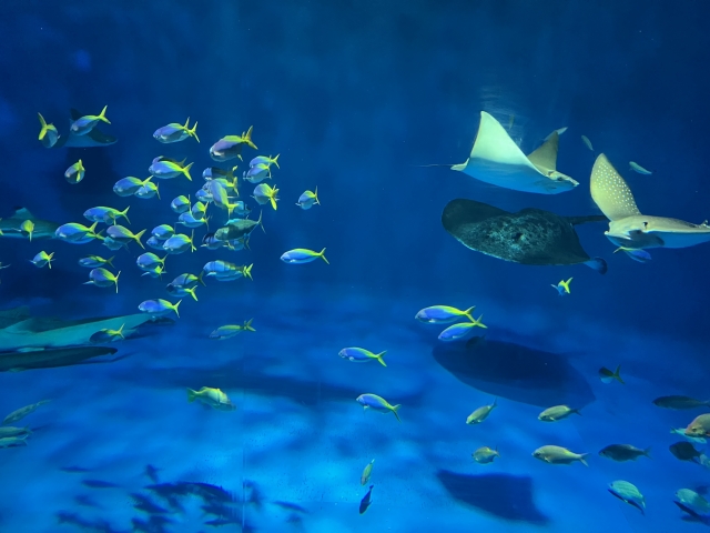 熱帯魚と共に優雅に泳ぐマンタレイ、クリアな水の水族館で