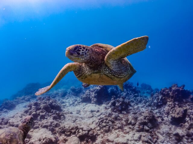 石垣島の美しいサンゴ礁と野生のウミガメ。