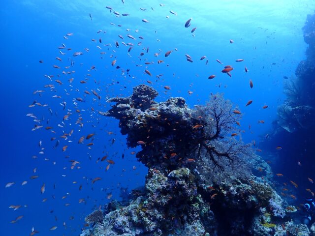 石垣島の海中で見られる魚群とサンゴ