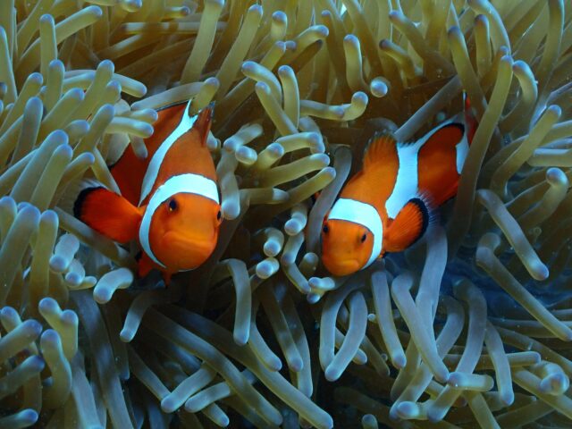 石垣島の海で見るかわいいクマノミ