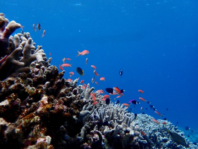 色とりどりの魚とサンゴ礁の美しい海