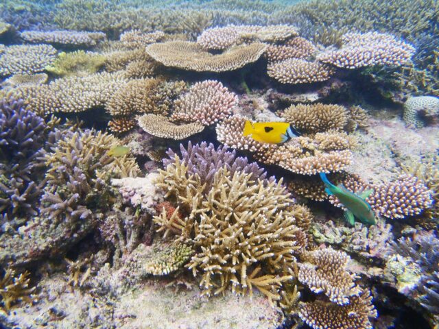 石垣島シュノーケルで彩るサンゴ礁
