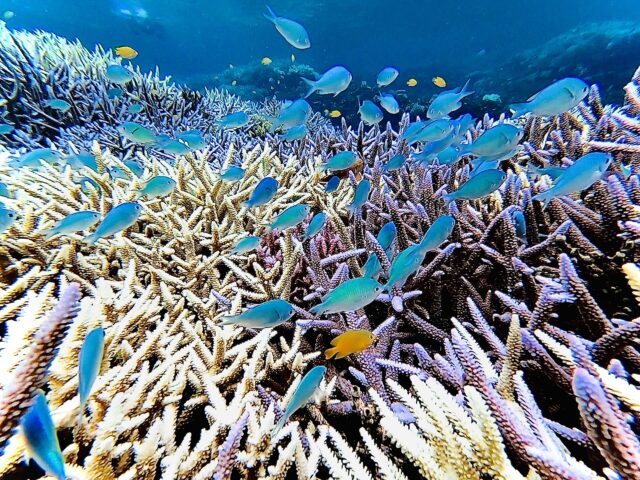 石垣島で見られるカラフルな熱帯魚