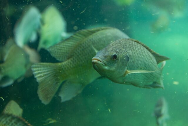 石垣島に生息する淡水魚