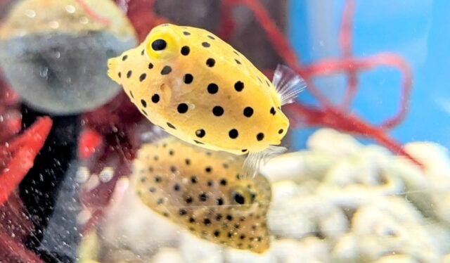 石垣島の水中で見られる可愛い魚ミナミハコフグ幼魚