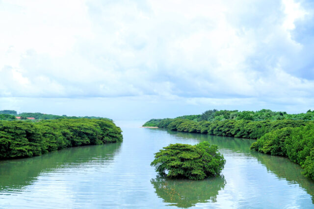 石垣島の清らかな川と豊かな自然の風景