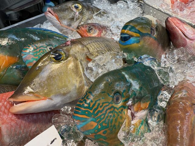 石垣島の市場で並ぶ色とりどりの新鮮な魚