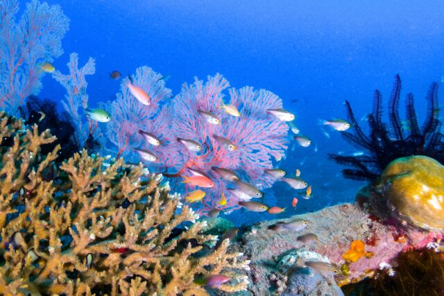 石垣島の海中で見られる色とりどりの魚たち