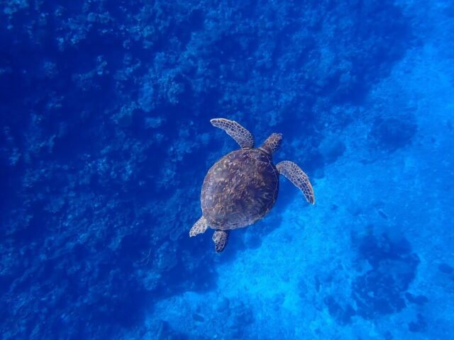 幻の島　シュノーケリング　ウミガメ