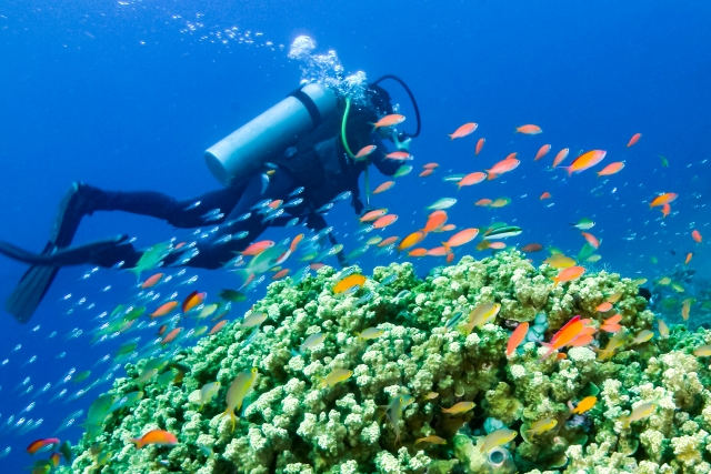 石垣島　ダイビング　ダイバー