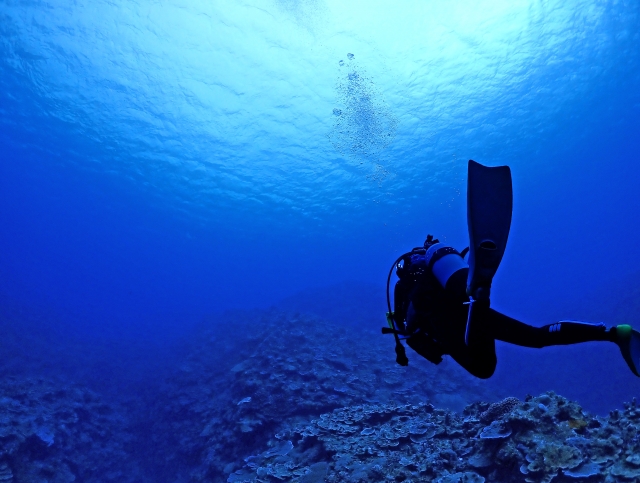 石垣島川平湾沖海底をダイブする