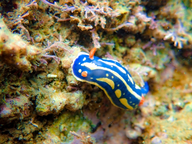石垣島　ダイビング　アオウミウシ