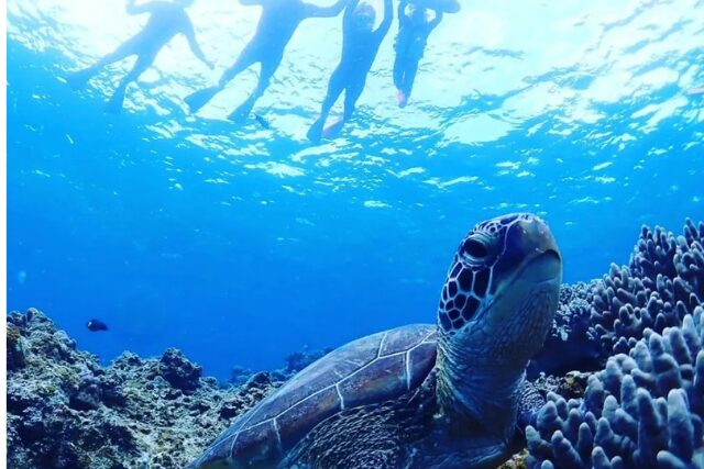 シュノーケリング　ウミガメ
