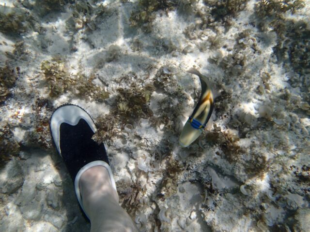 海の中　マリンシューズと魚