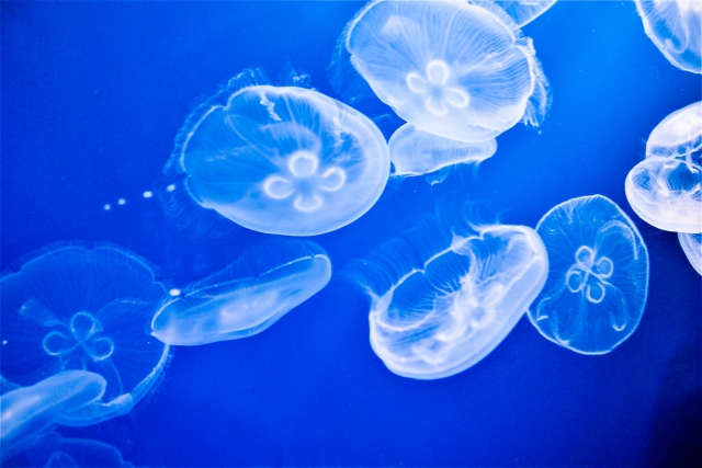 石垣島の美しい海で見られる神秘的なクラゲの様子。