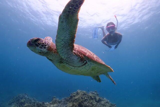 石垣島でウミガメと遭遇できるシュノーケリングツアーの様子。