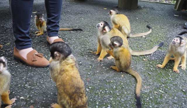 石垣やいま村　リスザル